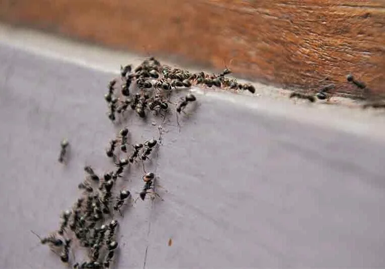 Local Ant Extermination Services in Lawrence Heights