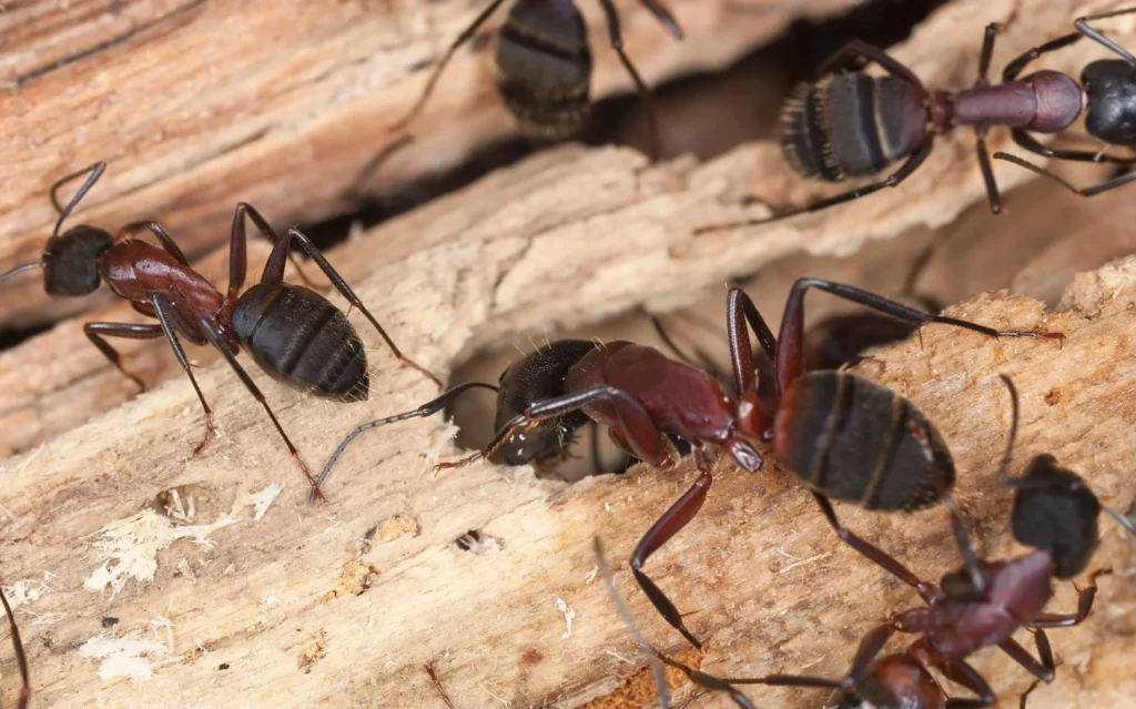 Carpenter Ants Control Services in Lawrence Heights