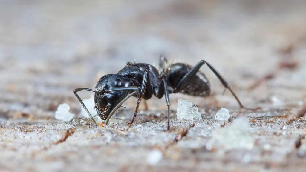 Kitchen and Bathroom Ant Invasions Stopped for Good at Pest Control Pro