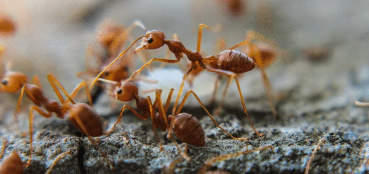 Odorous House Ants Control Services in Lawrence Heights