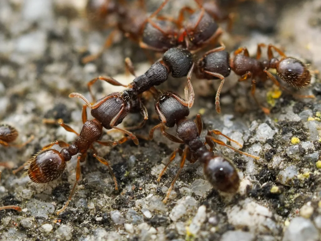 Pavement Ants Control Lawrence Heights