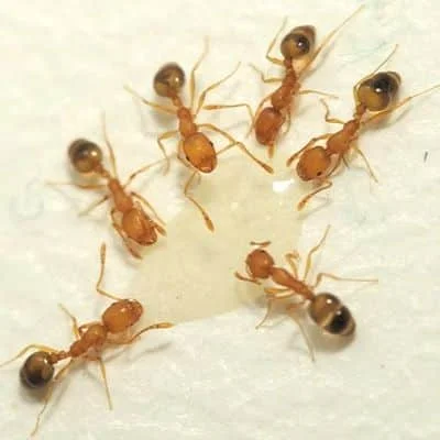 Pharaoh Ants Control Services in Lawrence Heights