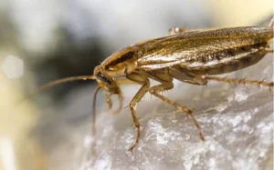 German Cockroach Control near me Lawrence Heights
