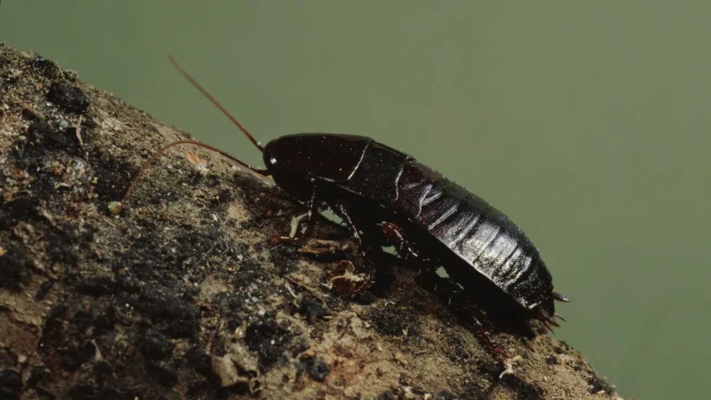 American Cockroach control in oakville