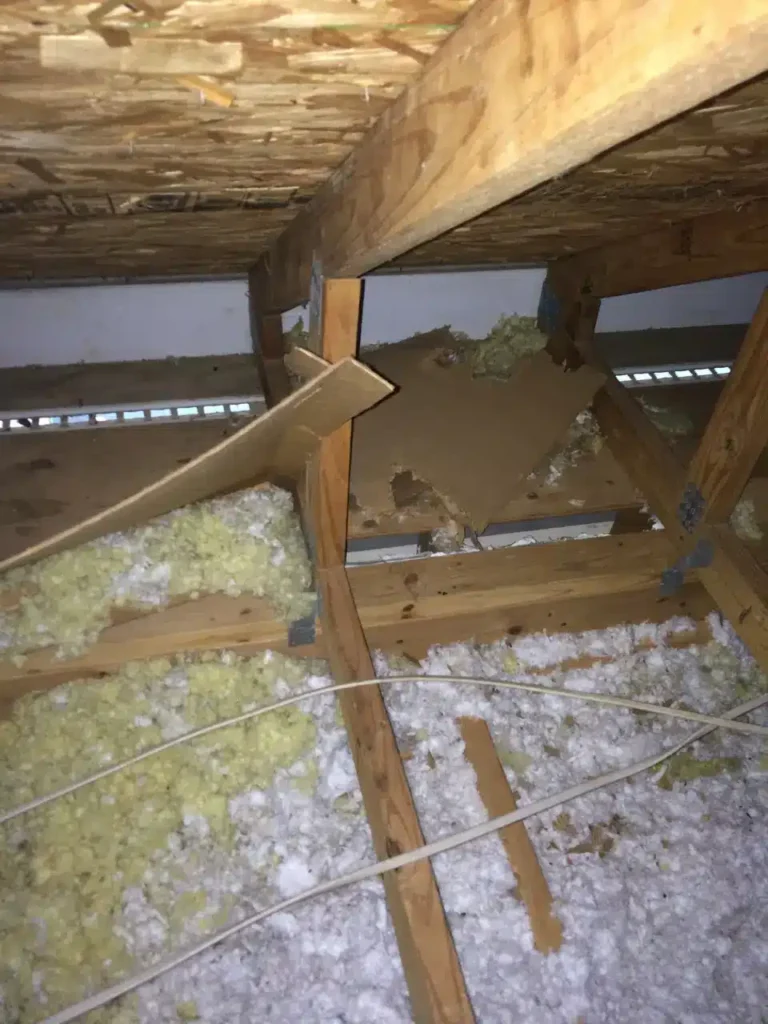 Bat Removal near Oakville