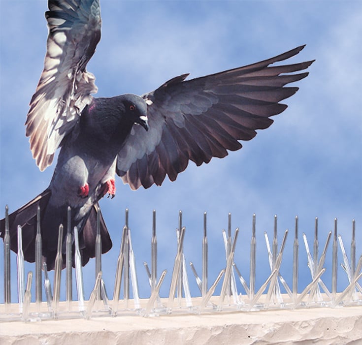 Bird Removal in Oakville, ON