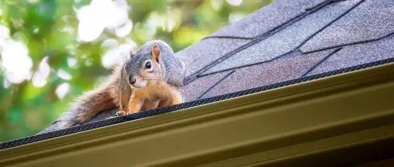 Squirrels in the Attic in Vaughan