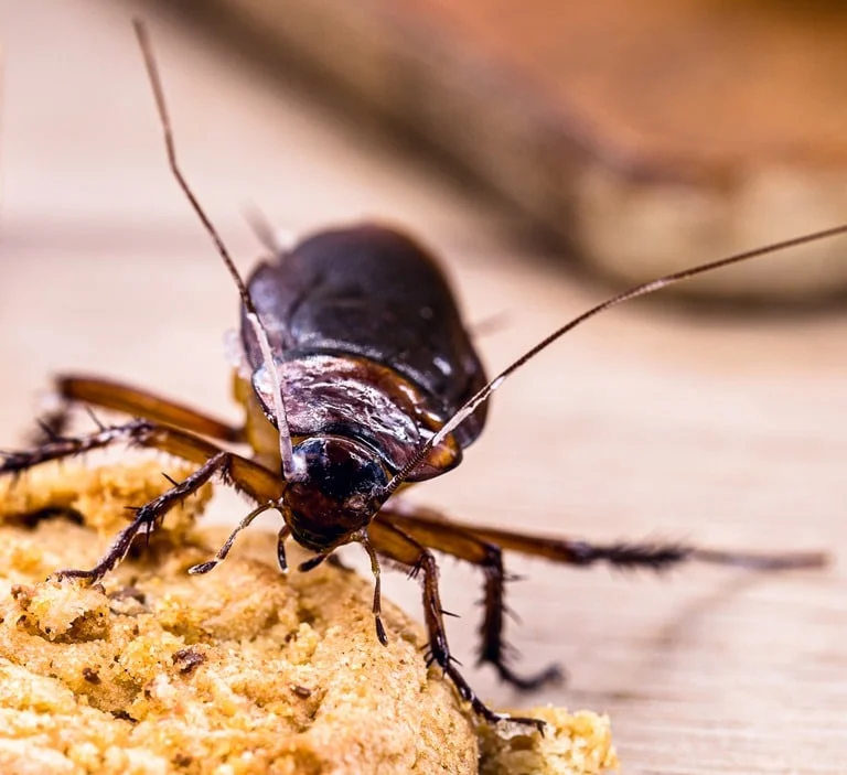 Brown-Banded Cockroach control in oakville