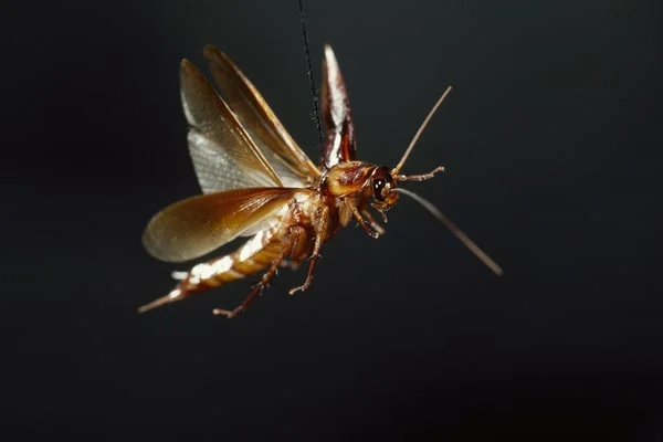 Cockroaches Control Lawrence Heights