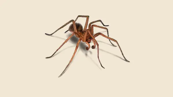 Common House Spider in Oakville