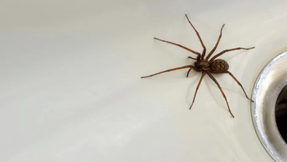 Fishing Spider in oakville