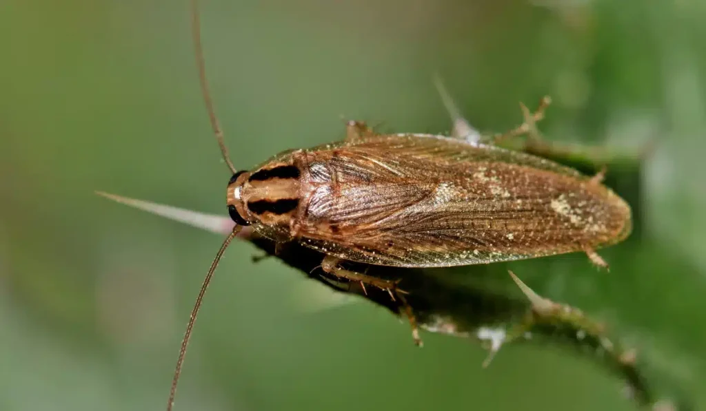 German Cockroach control oakville