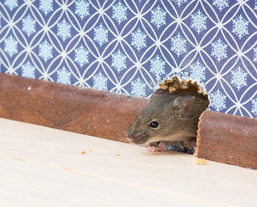 Rodent Control North York