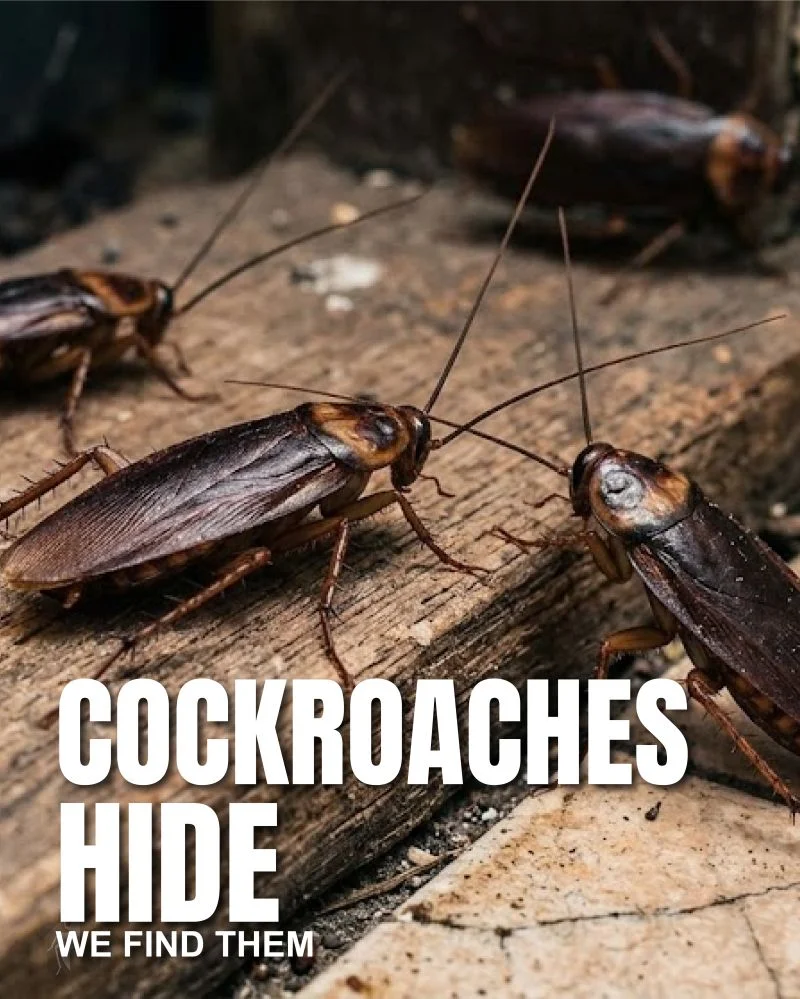 Expert Cockroach Control near me East York, ON