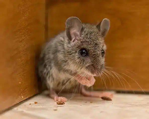 Rodents Control Lawrence Heights