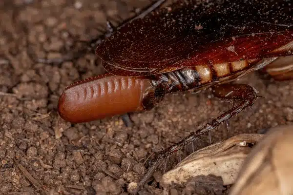 Oriental Cockroach services in oakville