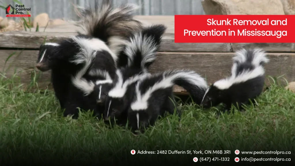 Skunk Removal services near me Oakville