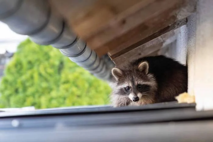 Squirrel Removal Services in Oakville