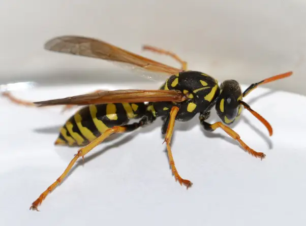 Wasp and Bee Removal North York