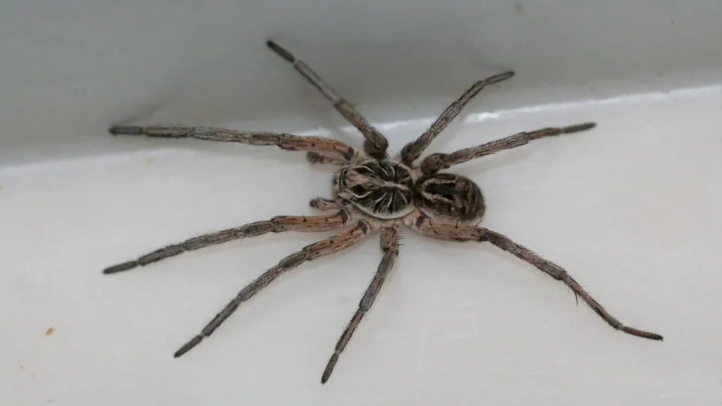 Wolf Spider in oakville