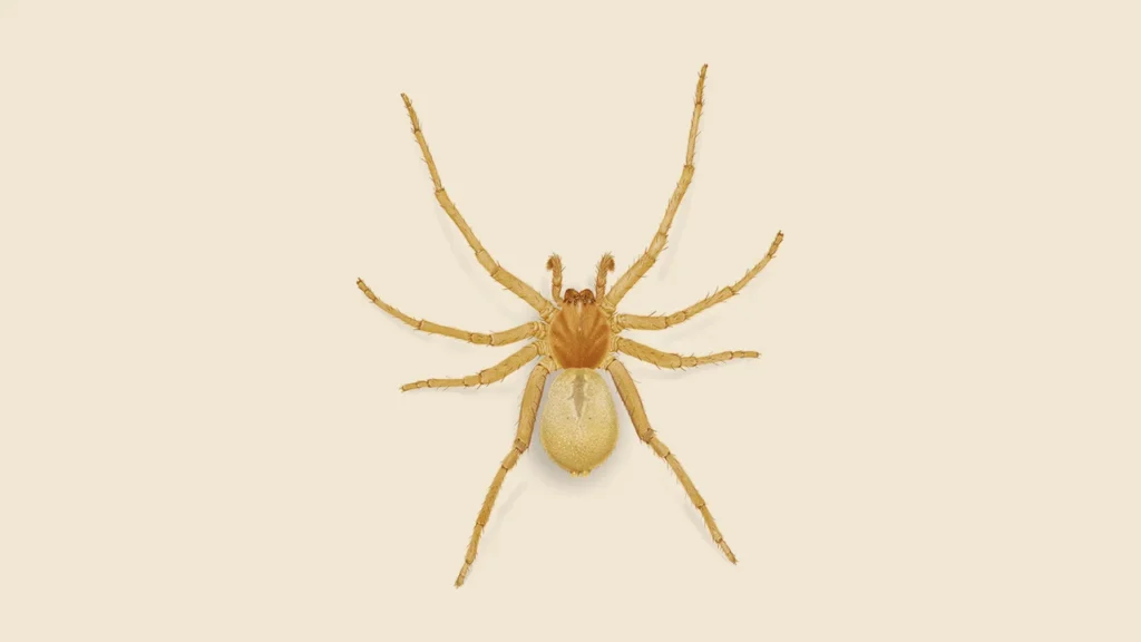 Yellow Sac Spider in oakville