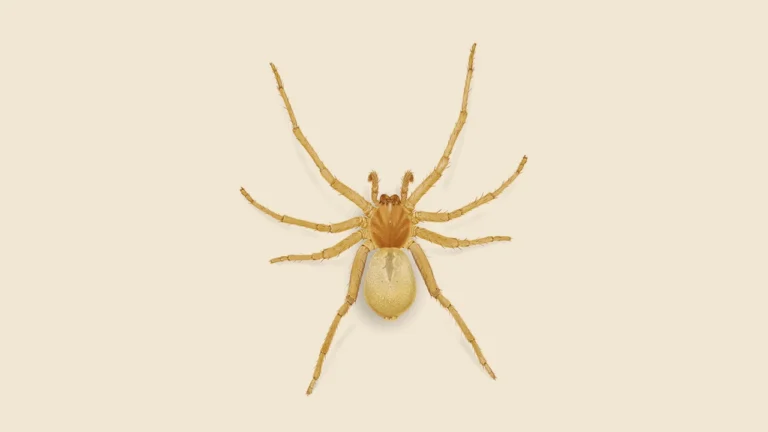 Yellow Sac Spider in Ajax