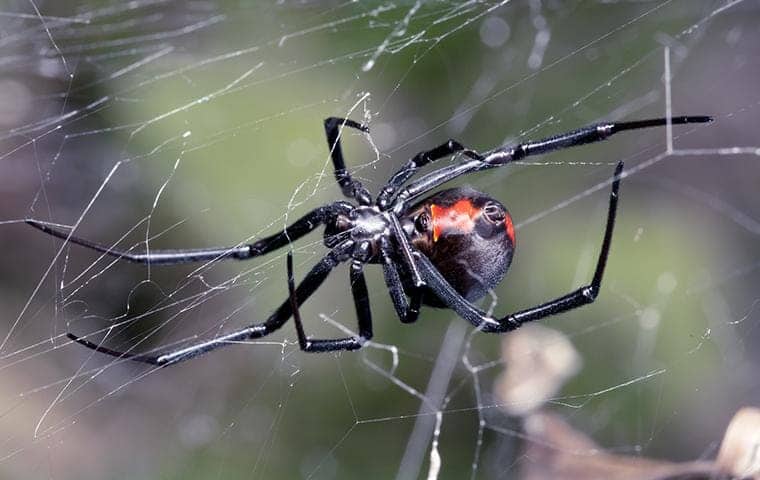 Spiders and Other Household Pests Control Lawrence Heights