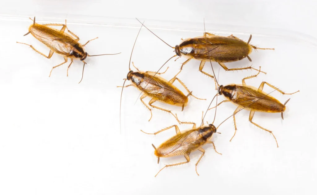 American Cockroach control service Lawrence Heights
