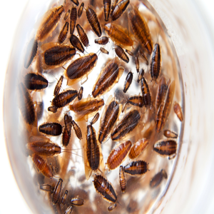 Stored Product Pests Control Service Lawrence Heights