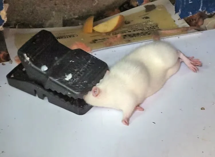 Mice Control Service near me Toronto