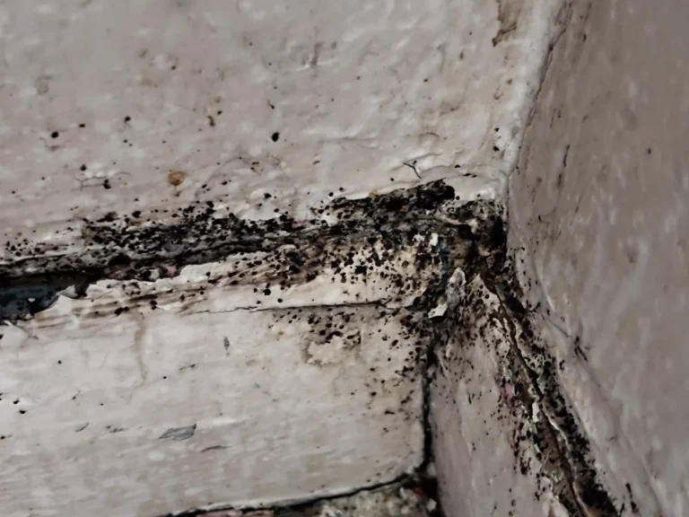Adult Bed Bugs in Ajax