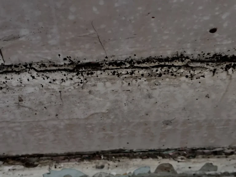 Nymphs in Ajax